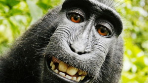 monkey selfie