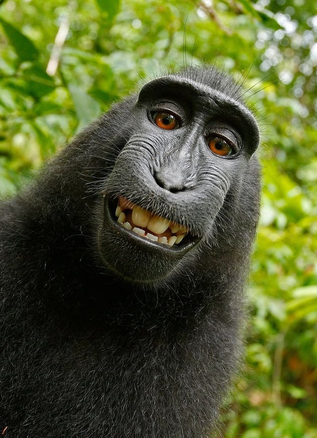 Macaca_nigra_self-portrait.jpg